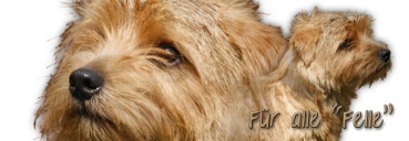 Spardose Norfolk Terrier #1